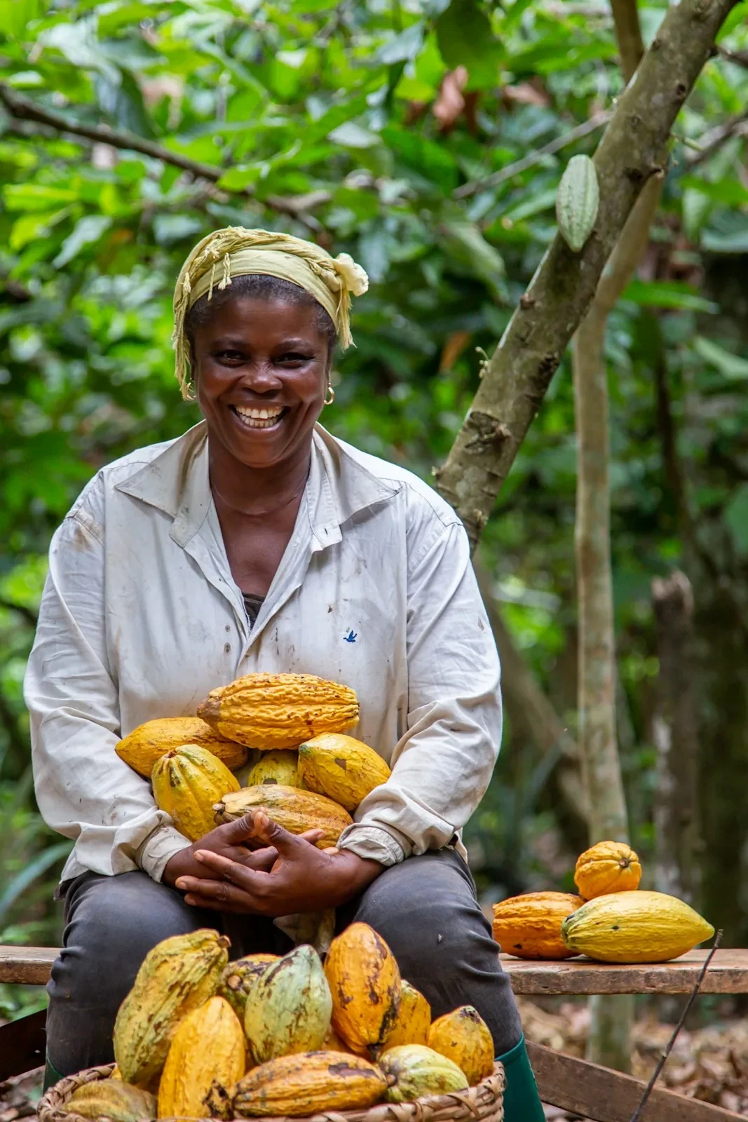 A cacao farmer holding an armful of freshly picked pods in a shaded grove