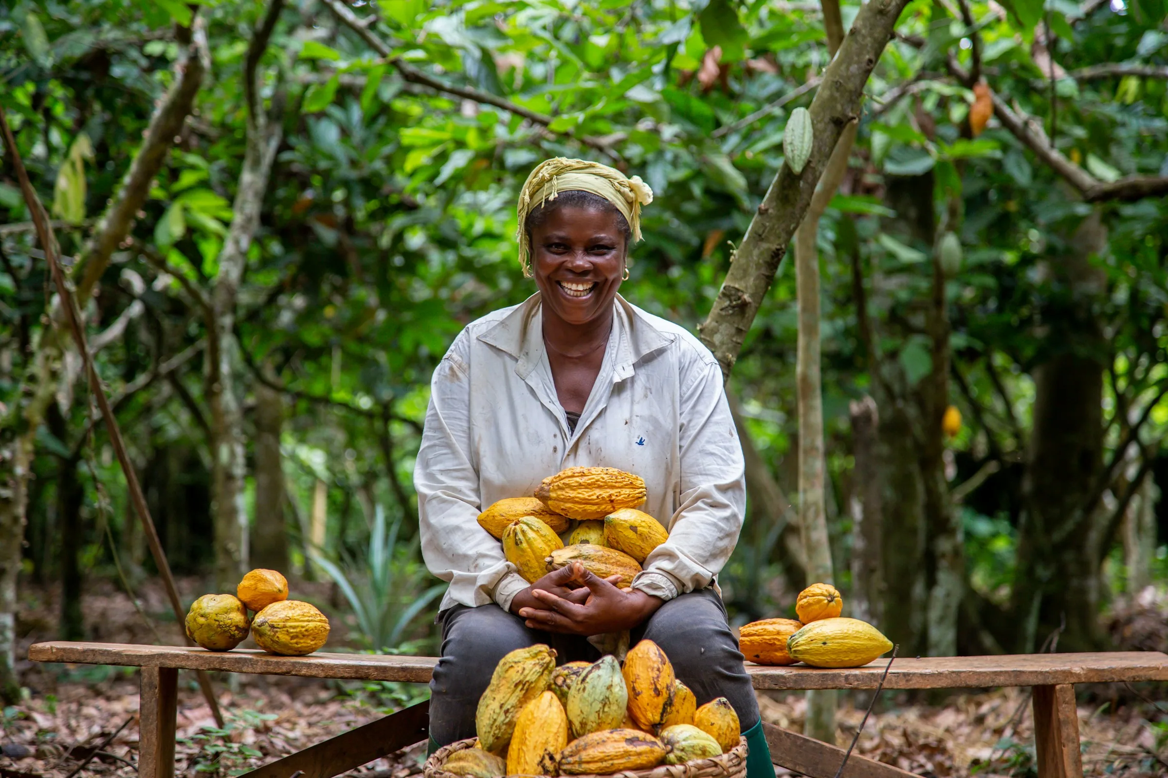 Cacao pods opened by hand on Bahia's Cacao Coast