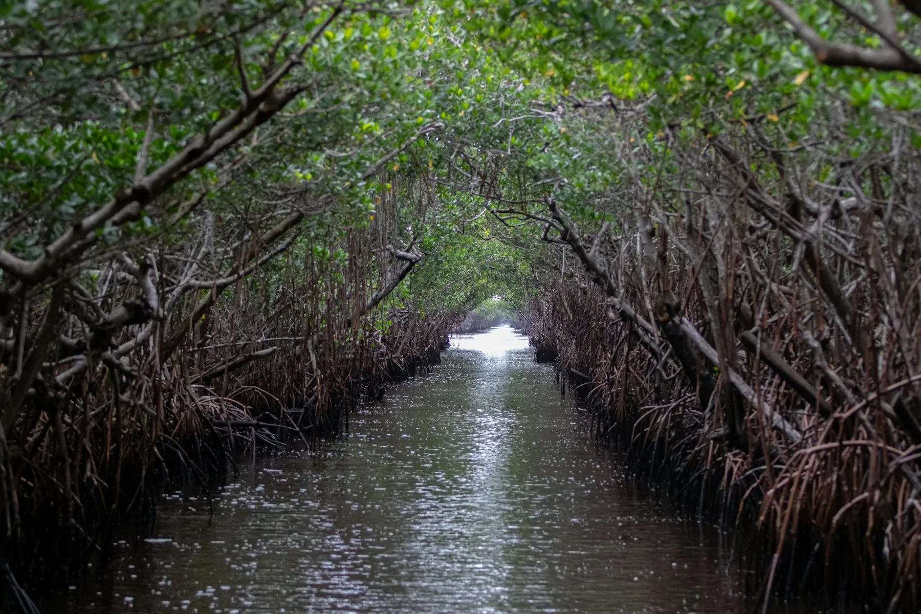 A canoe in a Bahian mangrove channel