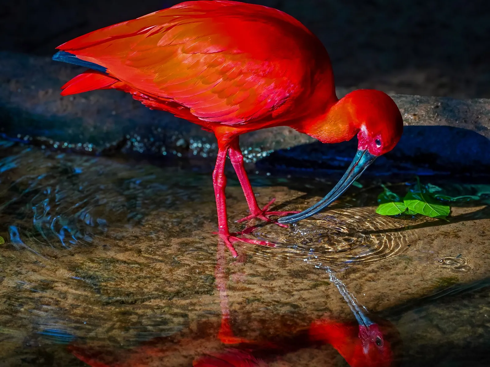 Scarlet ibis returning to roost in the Parnaíba delta