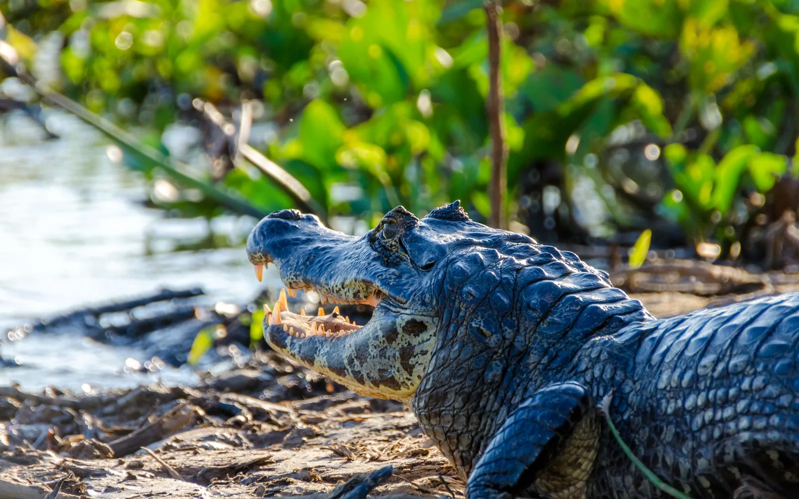 Caiman picked out by torchlight on a night safari