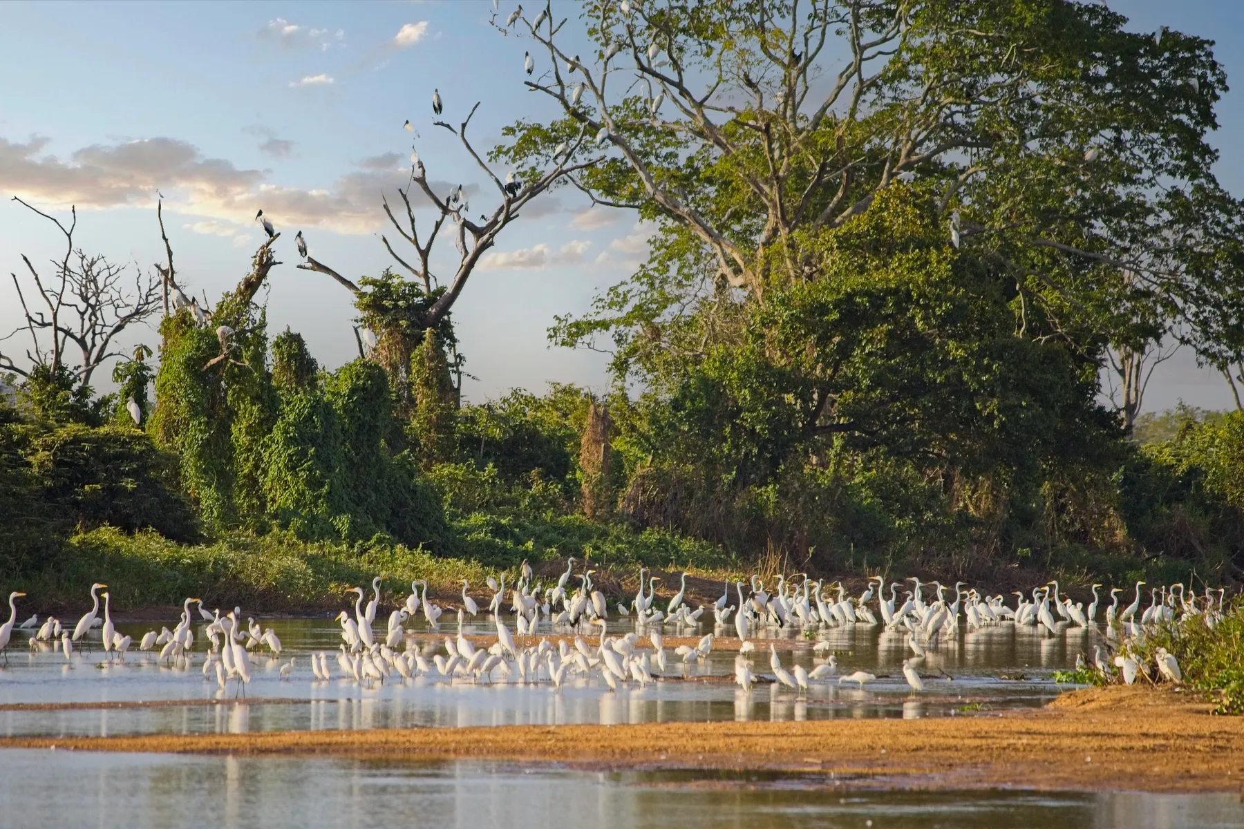Egrets massed on a Pantanal riverbank