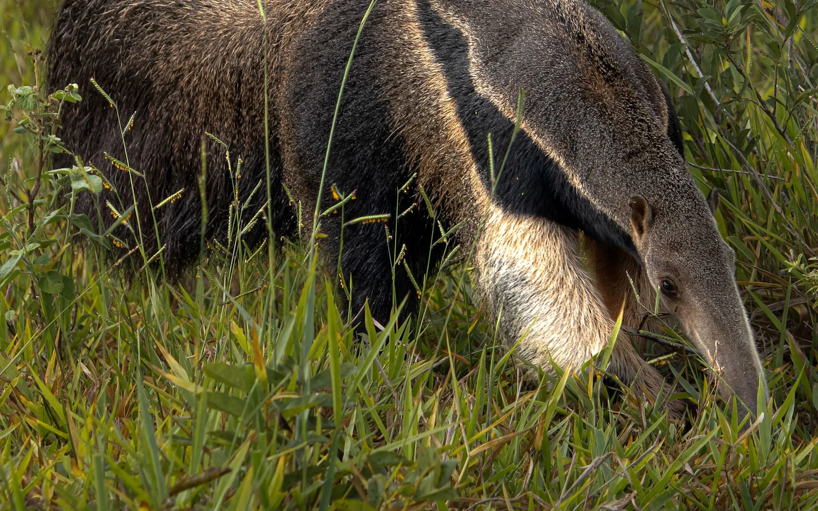 A giant anteater crossing Pantanal grassland