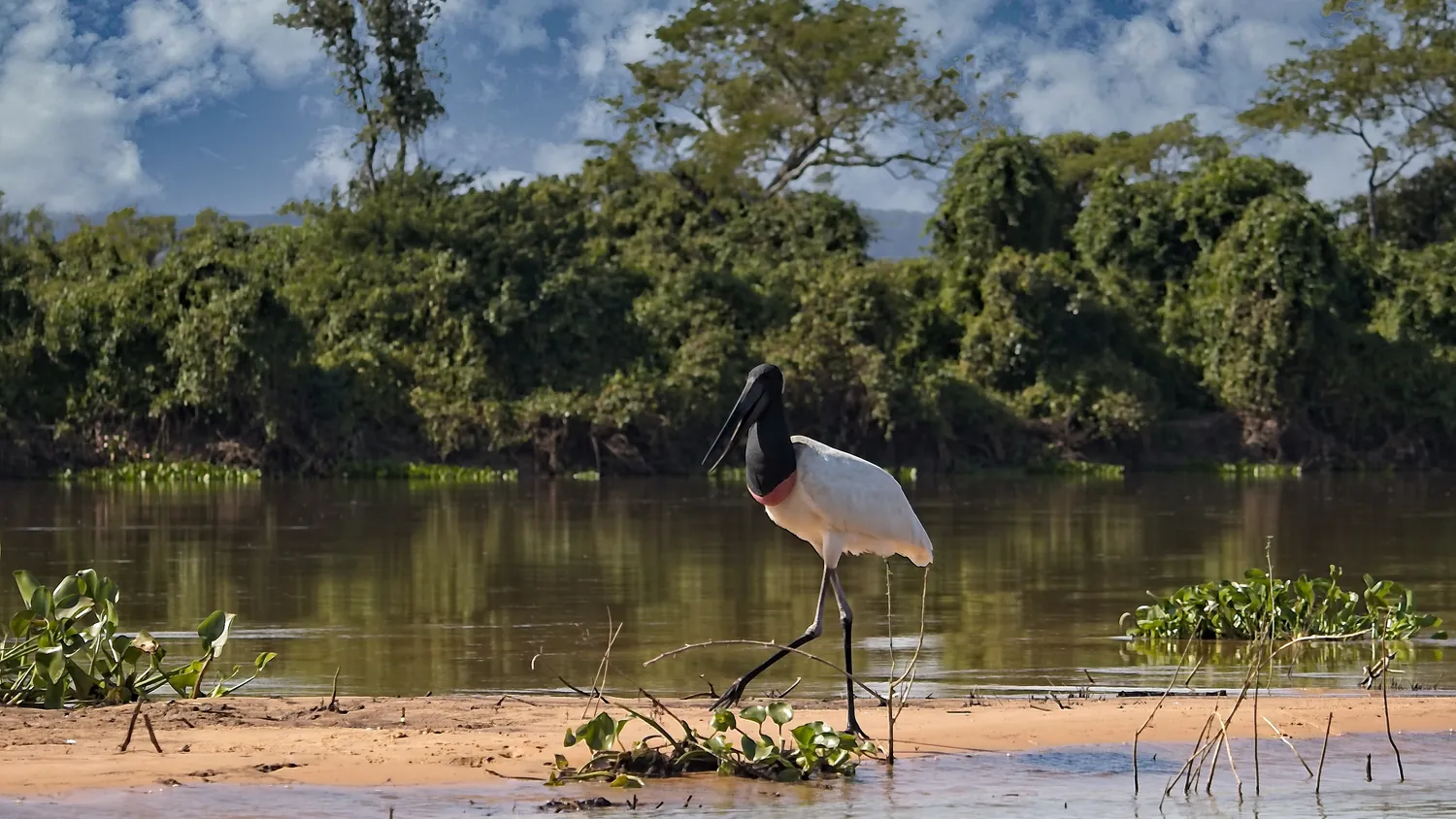 A jabiru stork, the symbol of the Pantanal