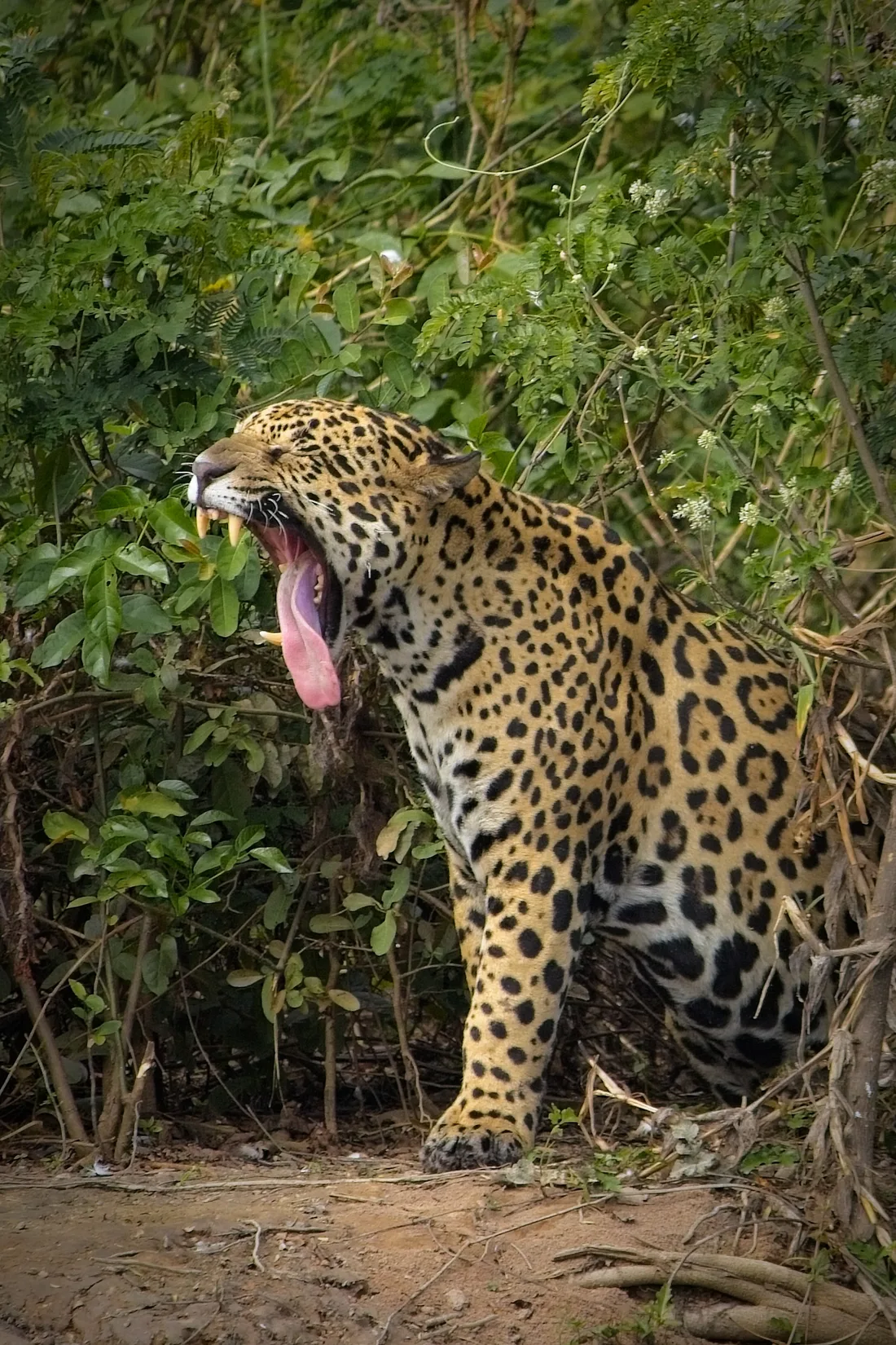 A jaguar on a riverbank in the Pantanal