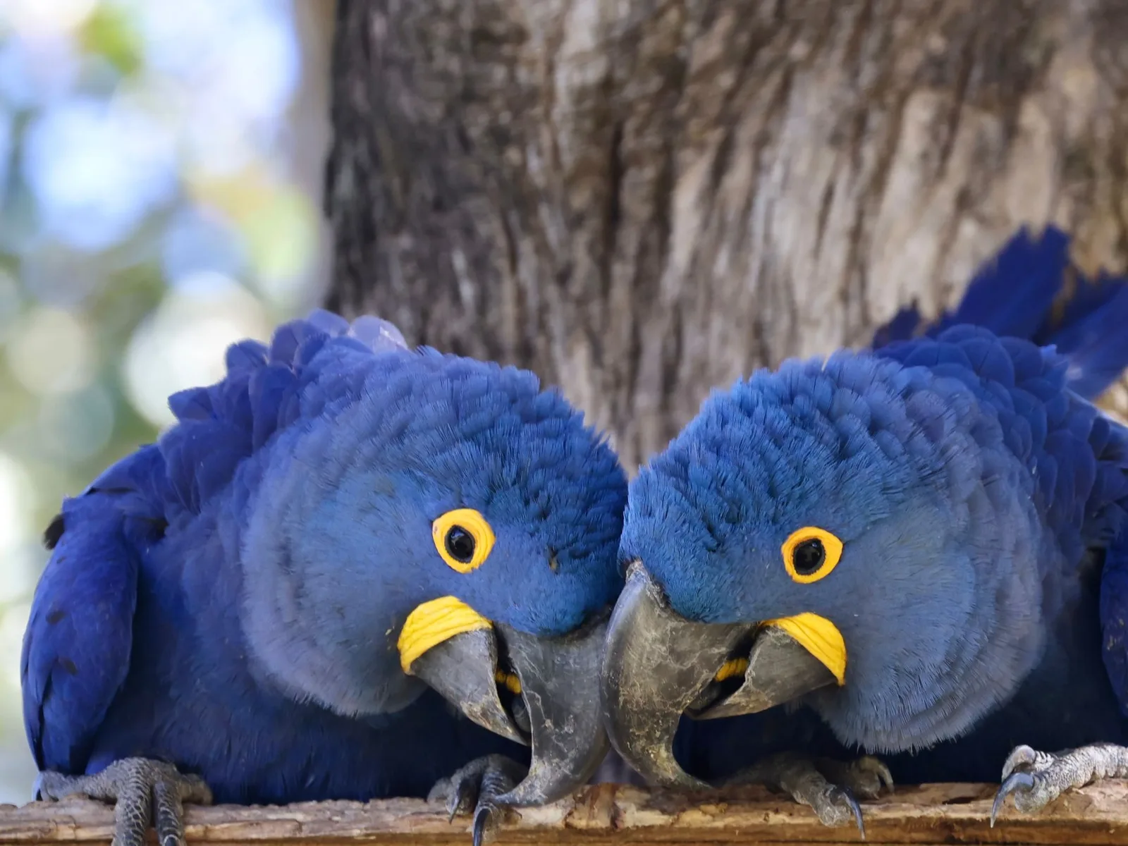 Hyacinth macaws in a Pantanal tree