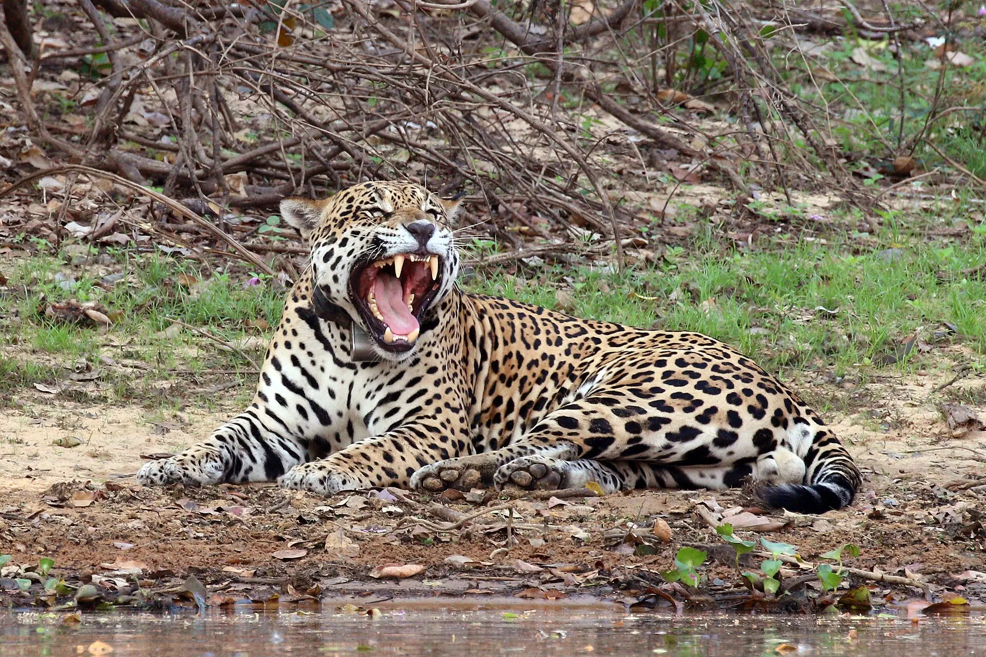 A jaguar photographed in the Brazilian wetlands