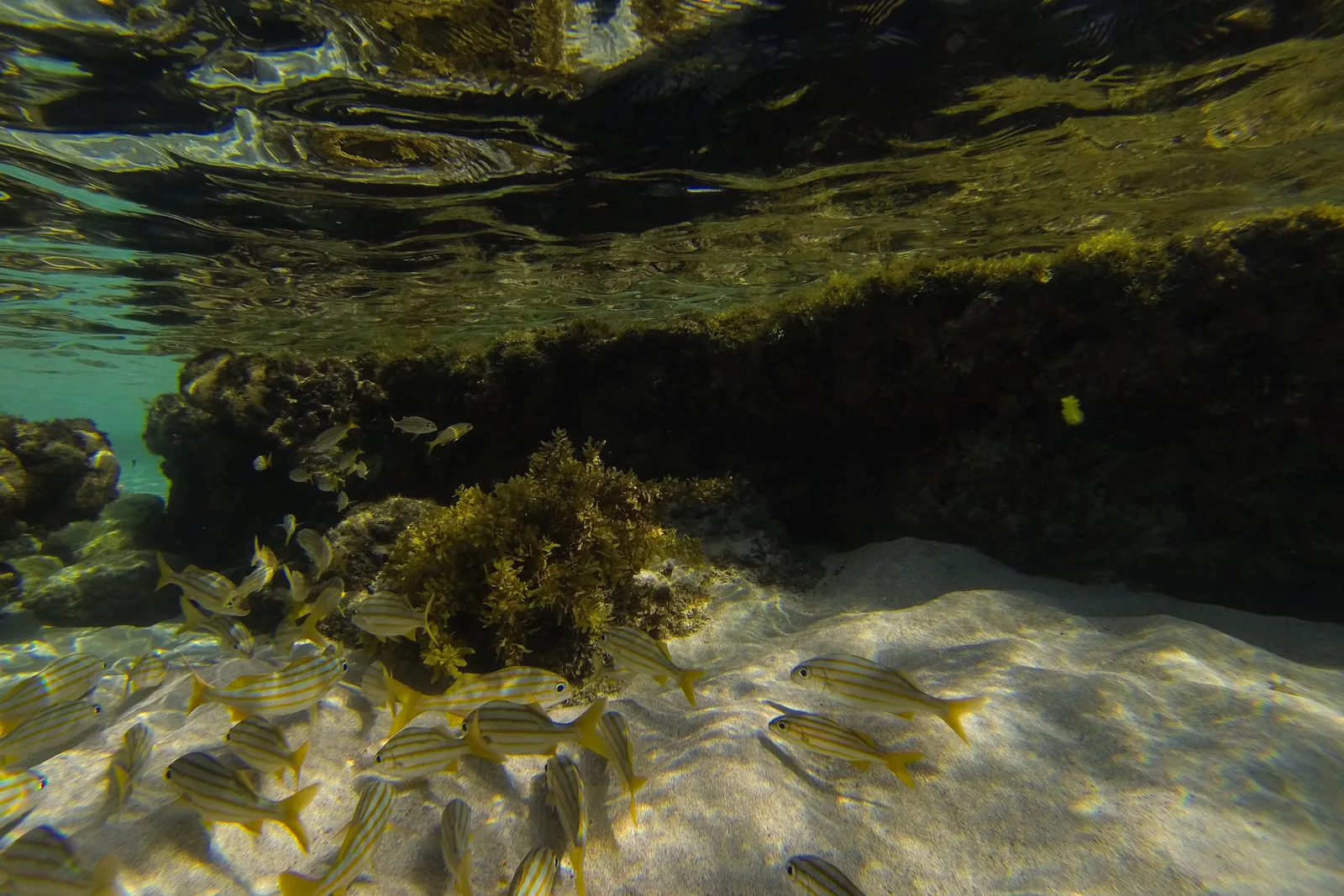 A half-submerged view inside a shallow natural pool at Atalaia, with a shoal of yellow-and-silver striped fish over pale sand and dark weed covering the rock above them