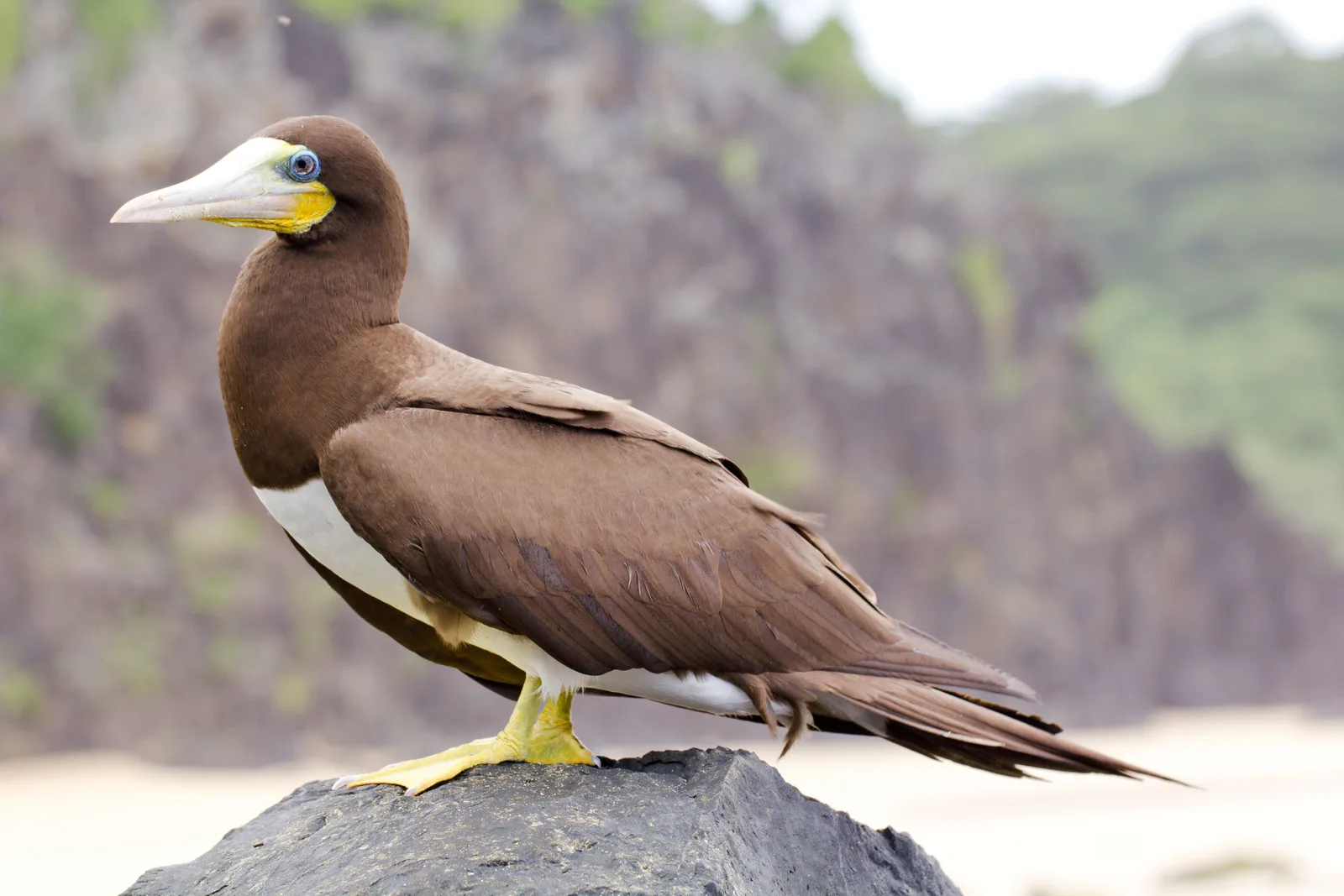 A brown booby standing on a gray rock in close-up, its pale yellow bill and white belly sharp against a soft background of green hillside and pale tan sand