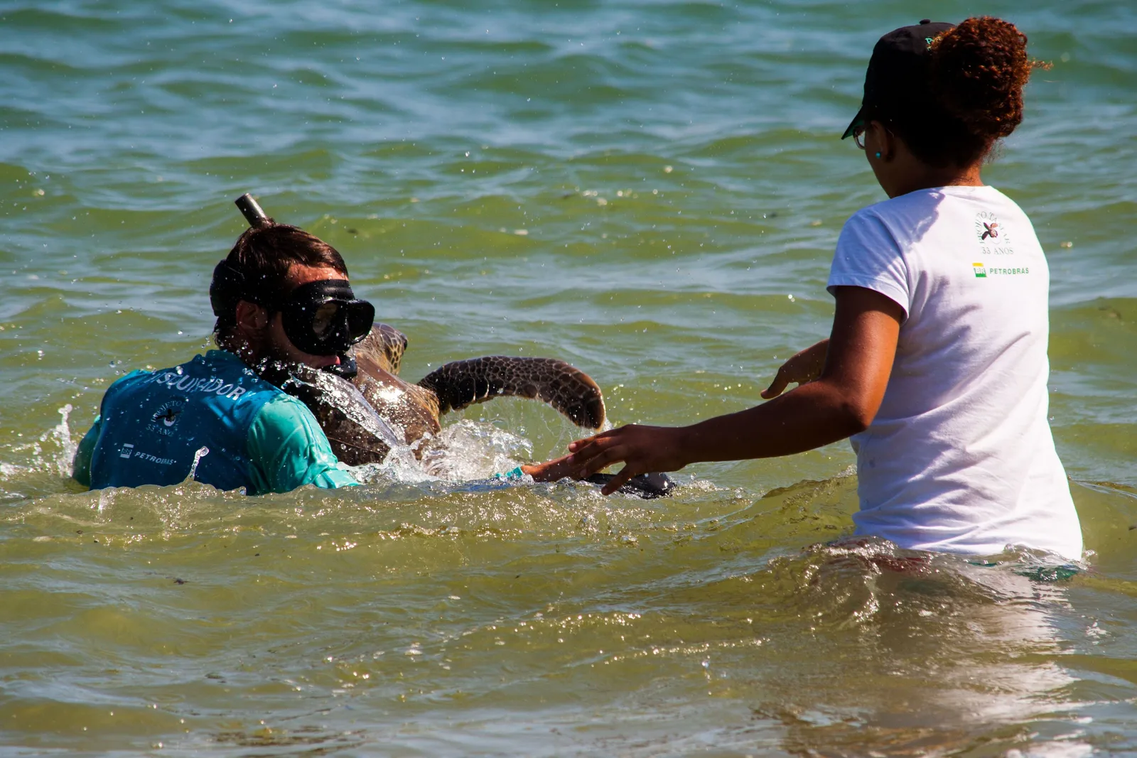 Two Projeto Tamar researchers in the shallows at Baía do Sueste, one standing waist-deep and the other submerged to the shoulders in a mask and snorkel, handling a green turtle at the surface
