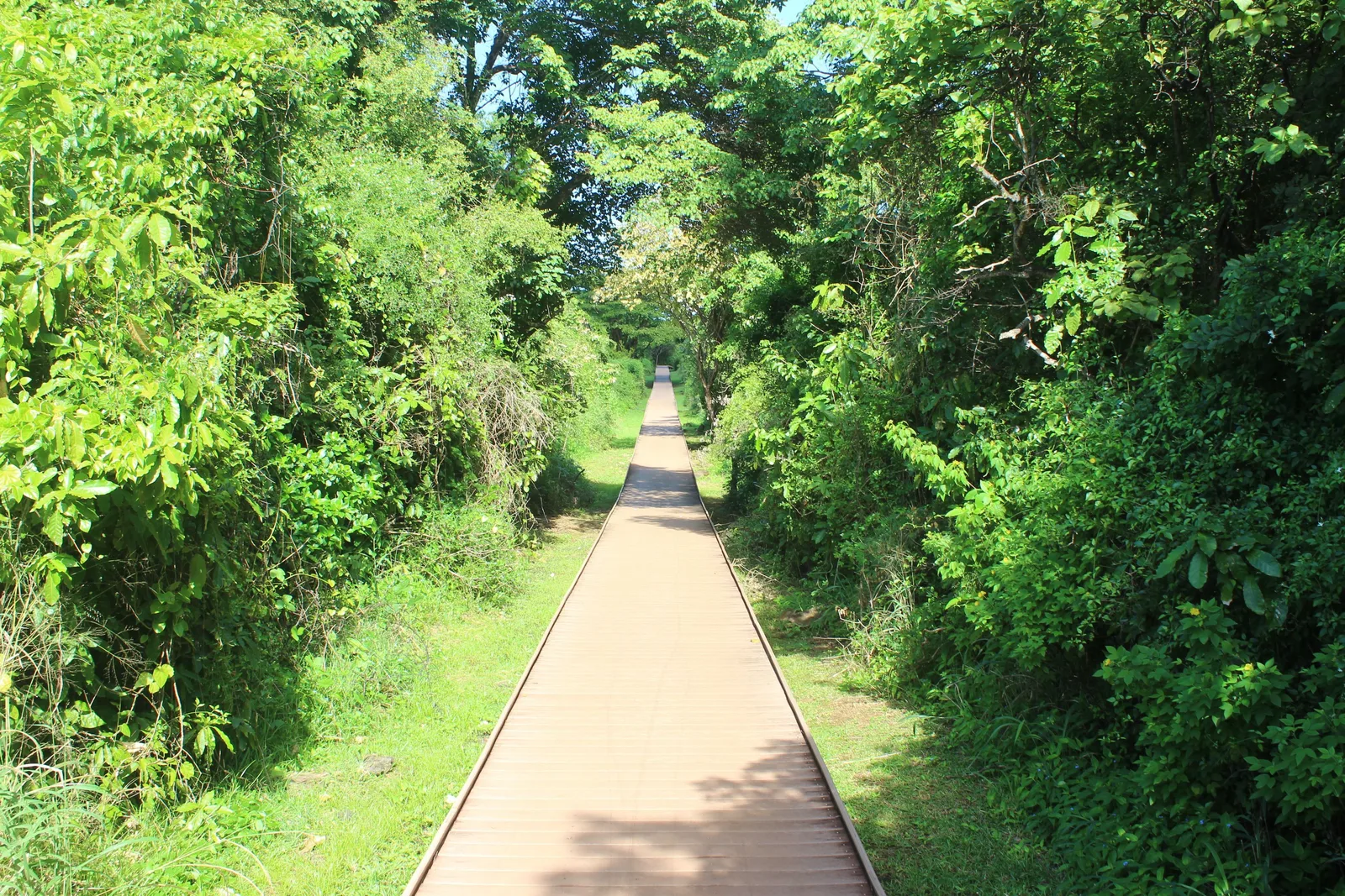 A boardwalk of reddish-brown timber running away between dense green forest on both sides, dappled with sunlight through the canopy