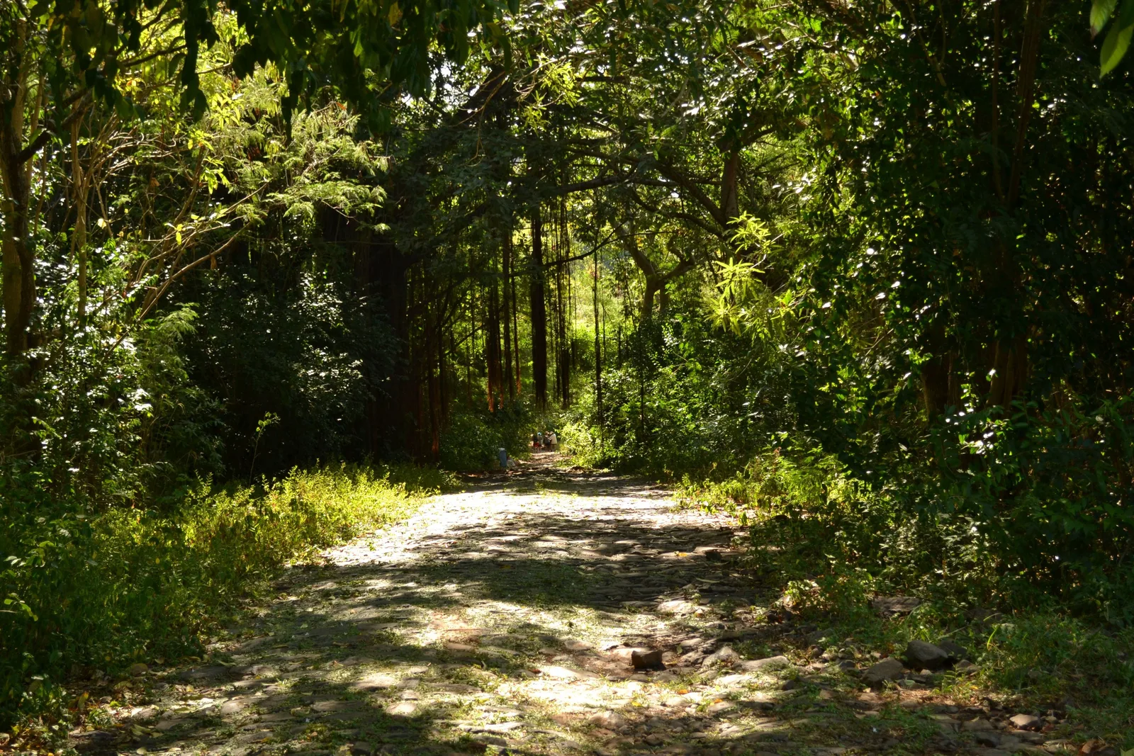 A dirt track running downhill through dense green forest on the old road to the port, dappled with sunlight through the canopy
