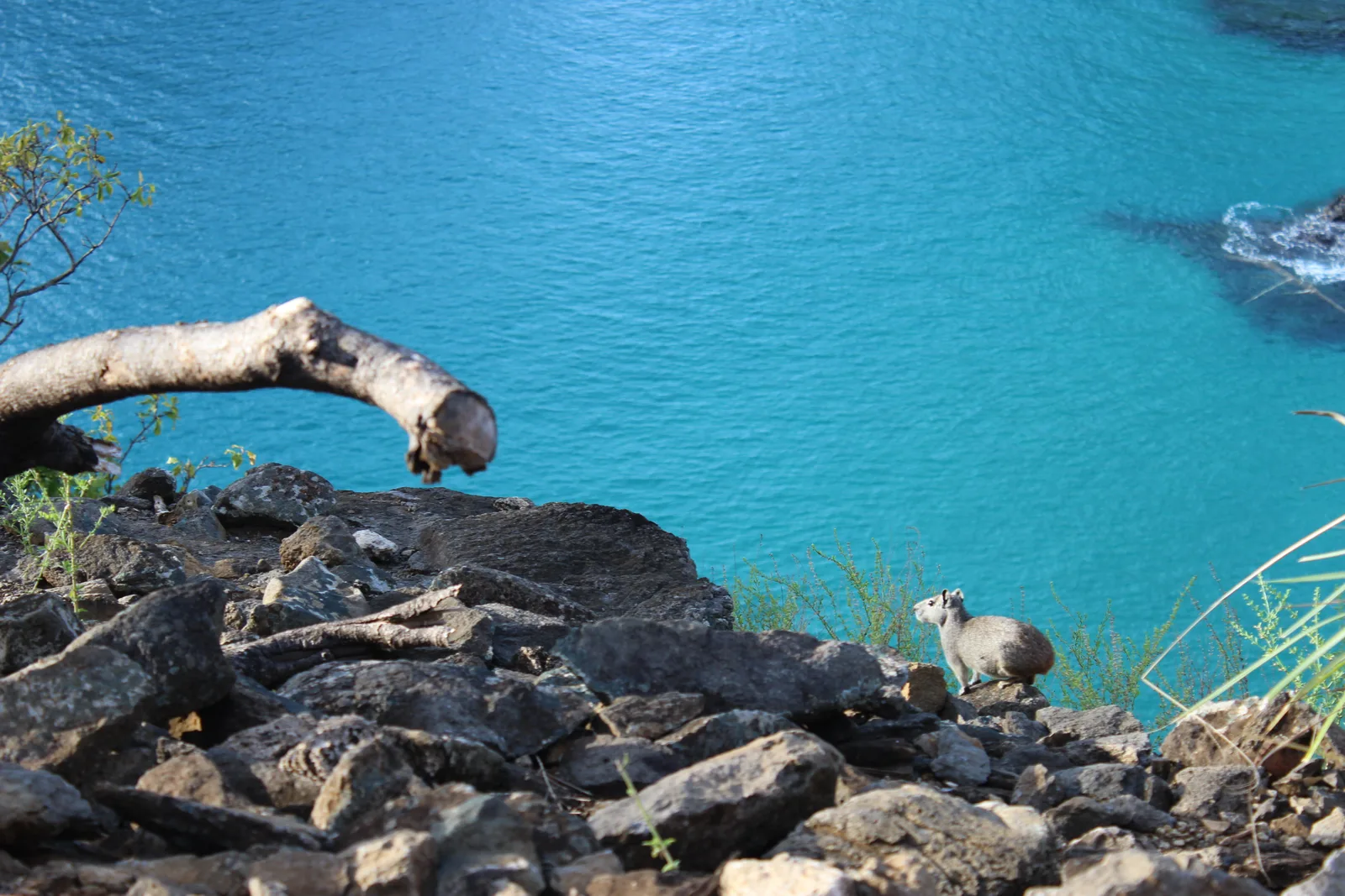 A small rock cavy sitting among black boulders on a headland, with a bare bleached branch in the foreground and vivid turquoise water below