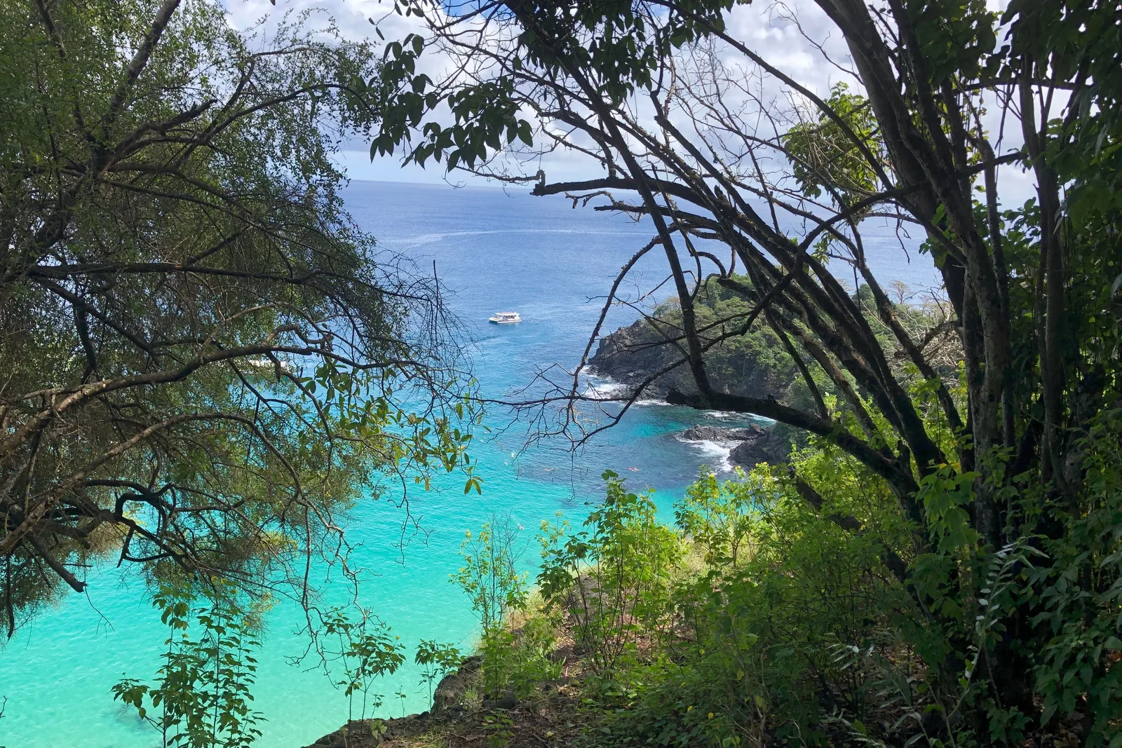 Bright turquoise water seen from a wooded clifftop above Baía do Sancho, through the trunks and leaves of the trees along the rim