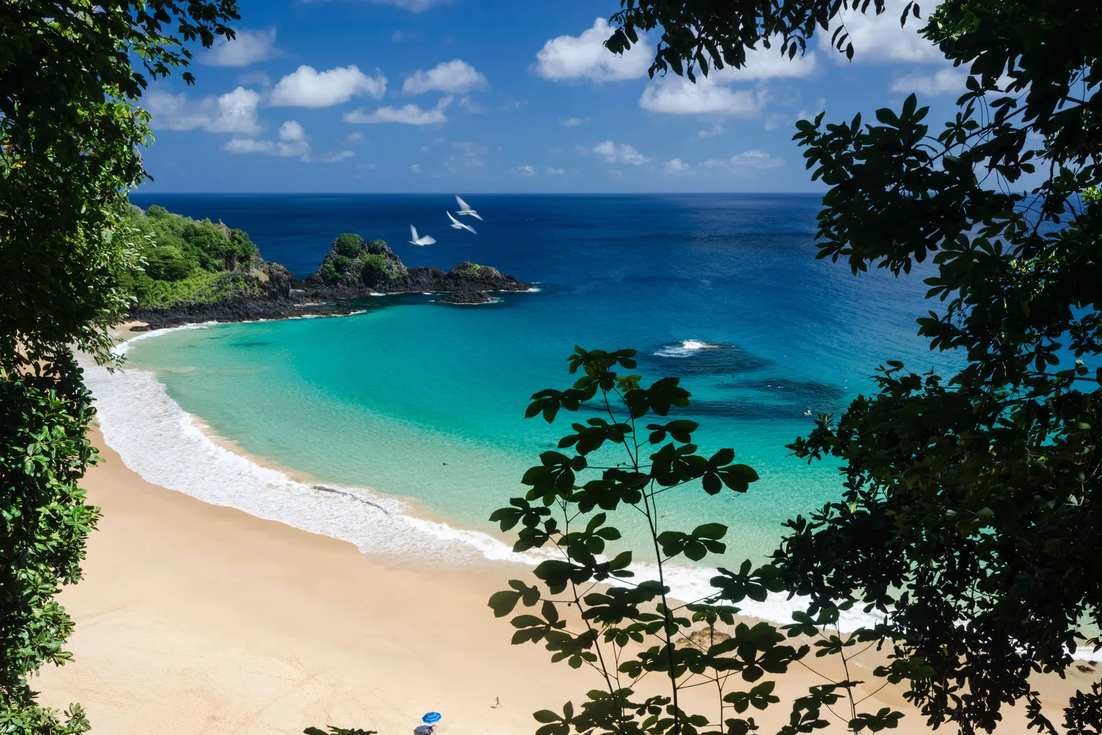 The crescent beach at Baía do Sancho framed by leaves and branches, with pale sand, shallow green water, three white seabirds in flight over the bay and a single blue parasol down on the sand