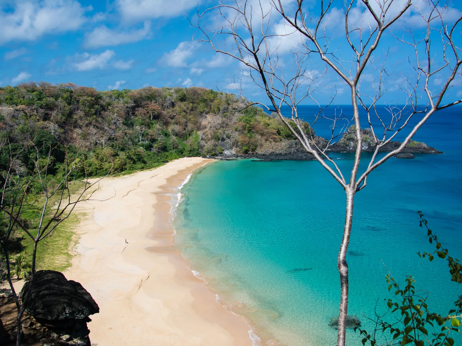 The crescent of pale sand at Baía do Sancho seen from the clifftop, backed by a green wooded slope, with a bare tree in the foreground and clear turquoise water shading into deep blue