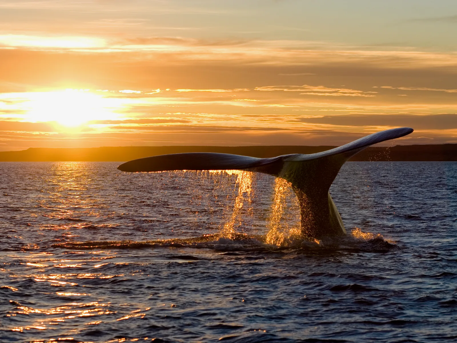 A southern right whale raising its tail fluke above the water, sea and sky gold at sunset