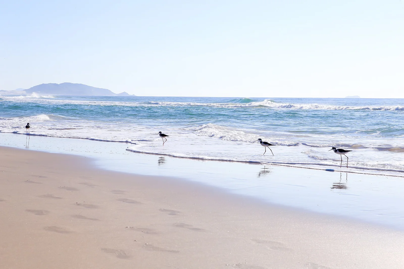 Shorebirds on the wet sand at Praia do Campeche as a wave draws back, the coast hazy in the distance