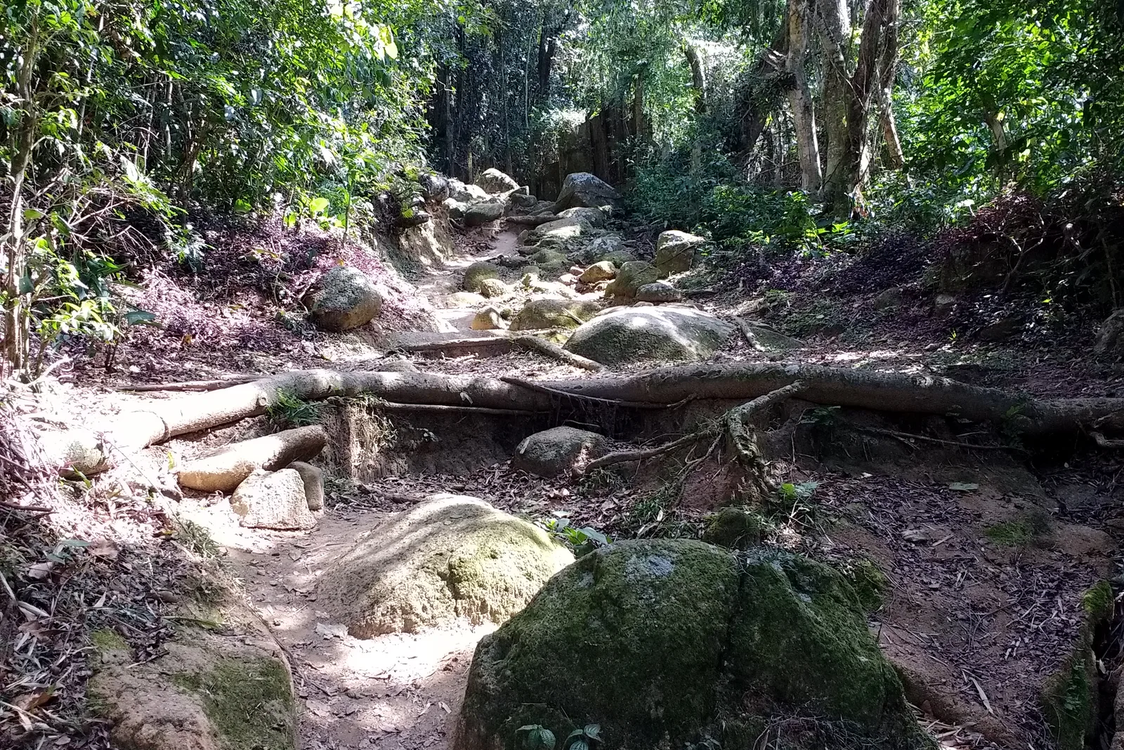 A rocky, root-crossed forest footpath on the Costa da Lagoa trail, dappled light coming through the Atlantic forest