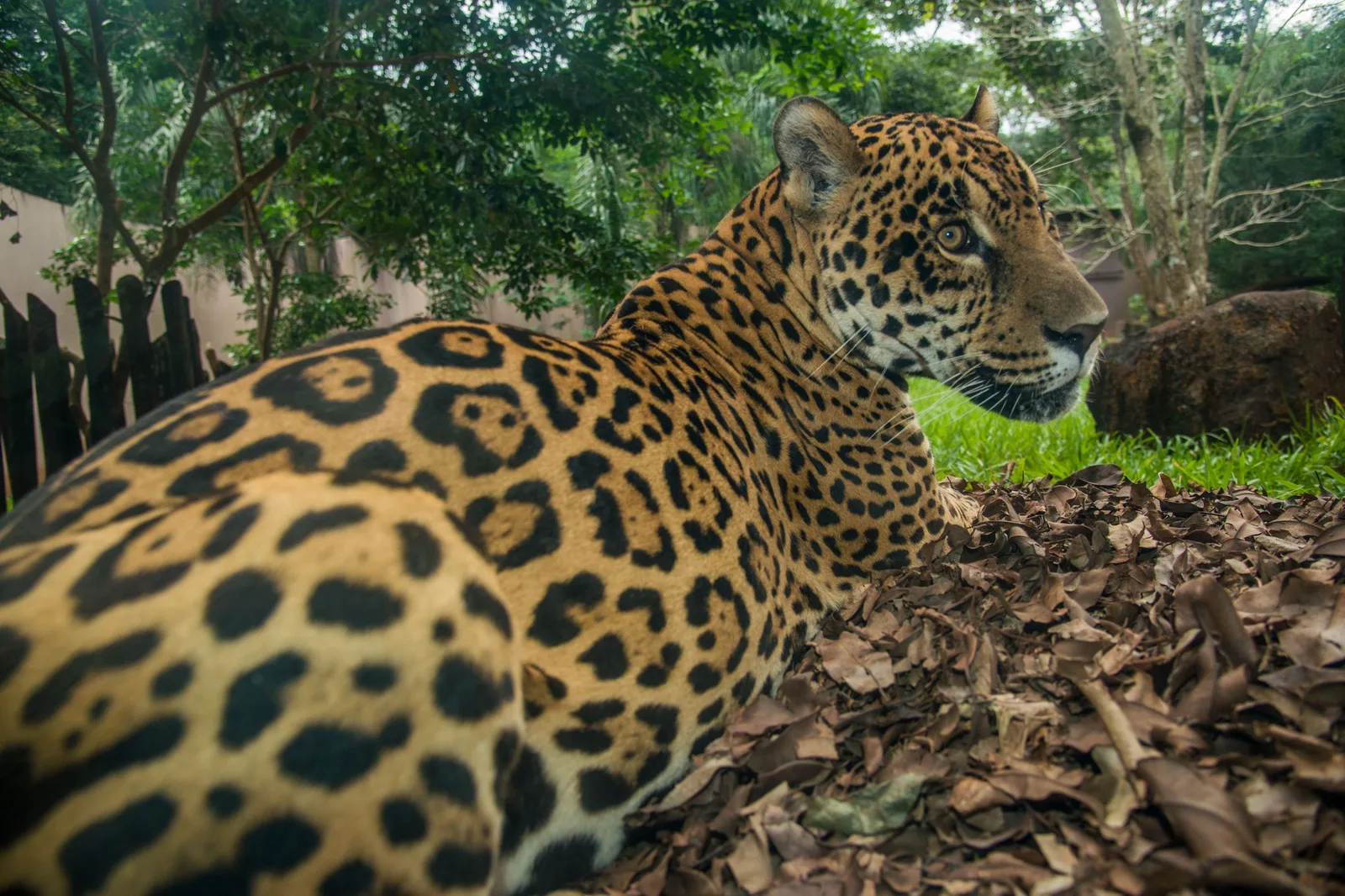 A jaguar lying on the leaf litter inside a planted enclosure at Itaipu’s Bela Vista biological refuge
