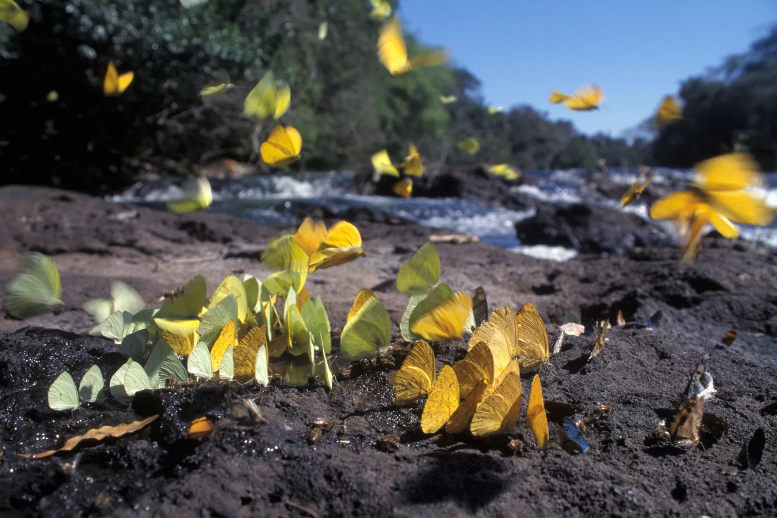 Yellow butterflies gathered on wet dark rocks beside a stream in the national park