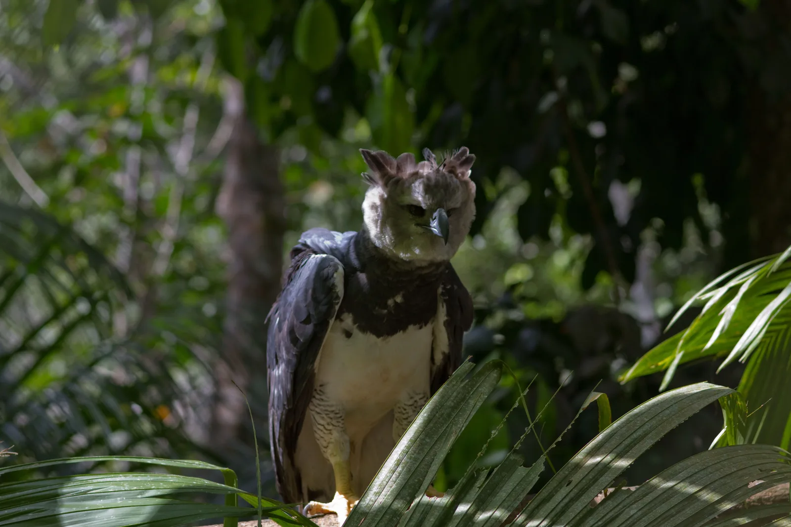 A harpy eagle perched among broad green leaves, its head turned toward the camera
