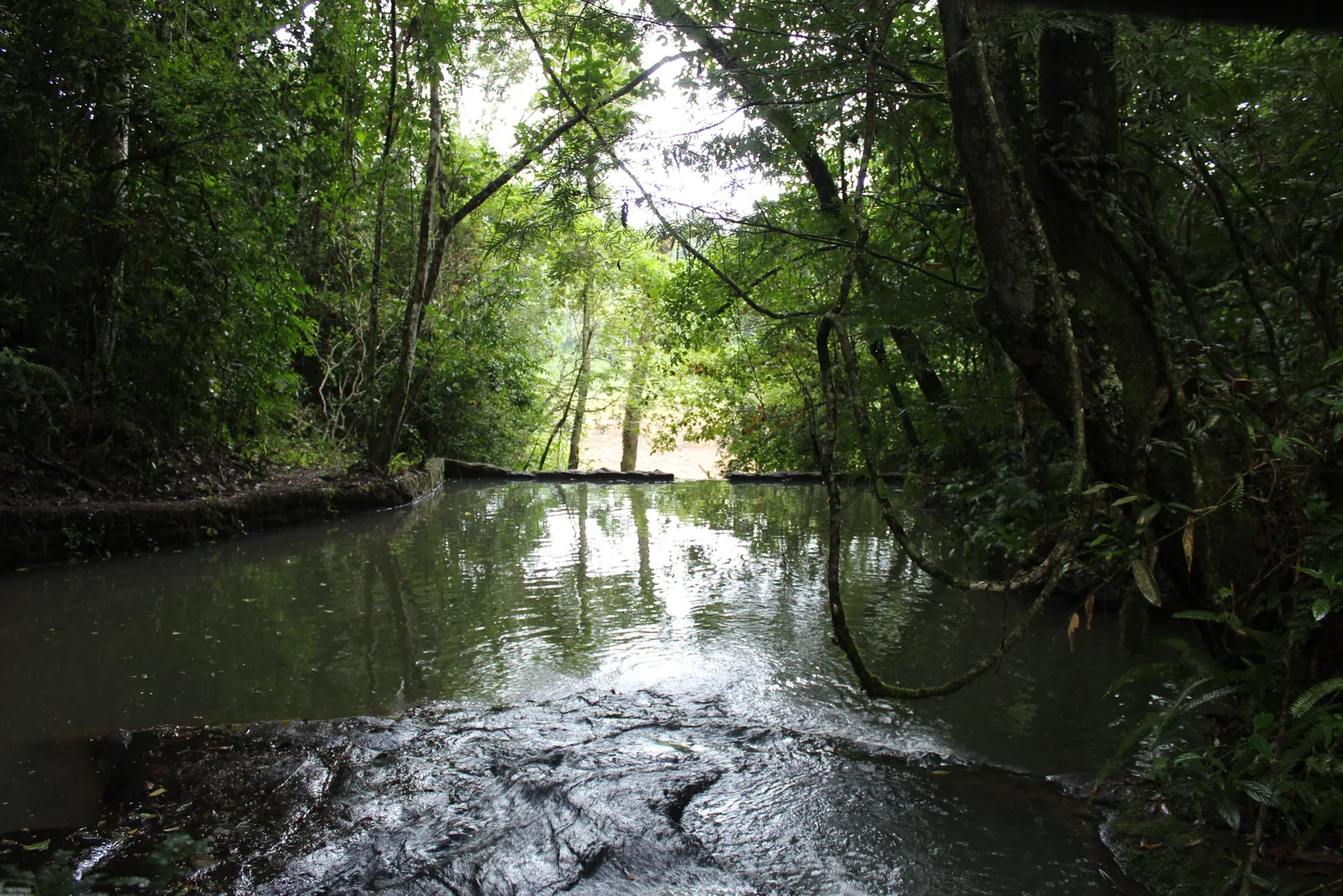 One of the small lakes inside the Brazilian park, dense Atlantic Forest standing close around it and nobody in the frame