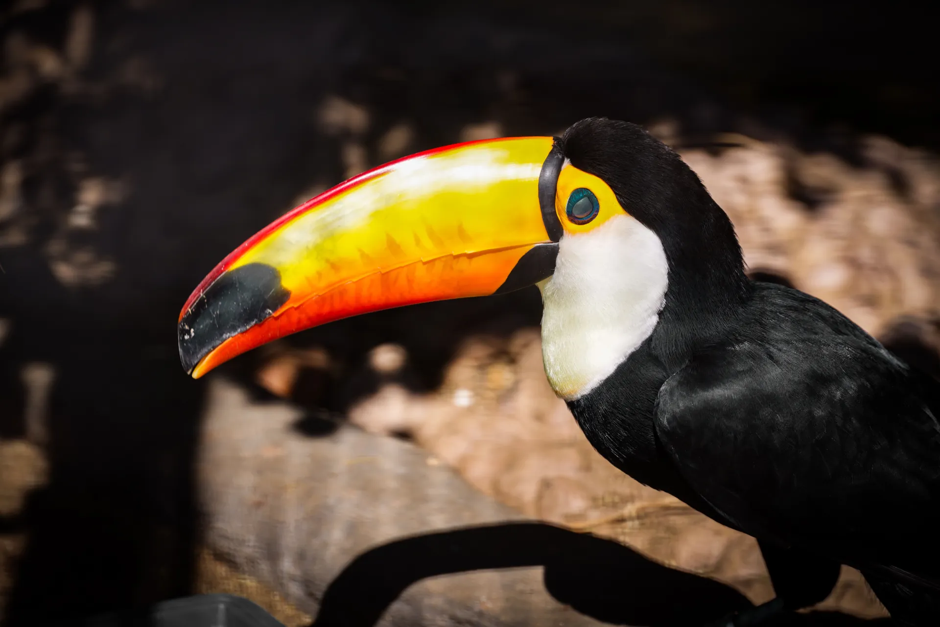 A toucan at the Parque das Aves beside Iguaçu