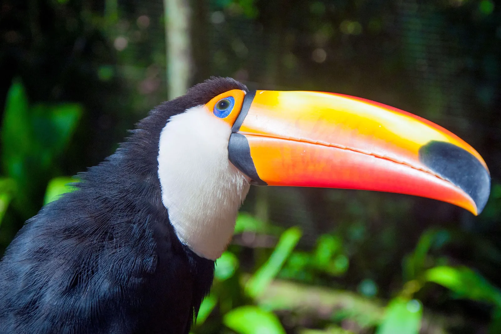 A toucan at the Parque das Aves beside Iguaçu