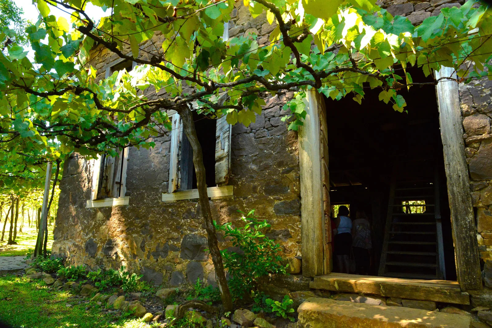 The doorway of an old stone house on the Caminhos de Pedra, a grapevine trained over the front and sunlight on the rough stone wall
