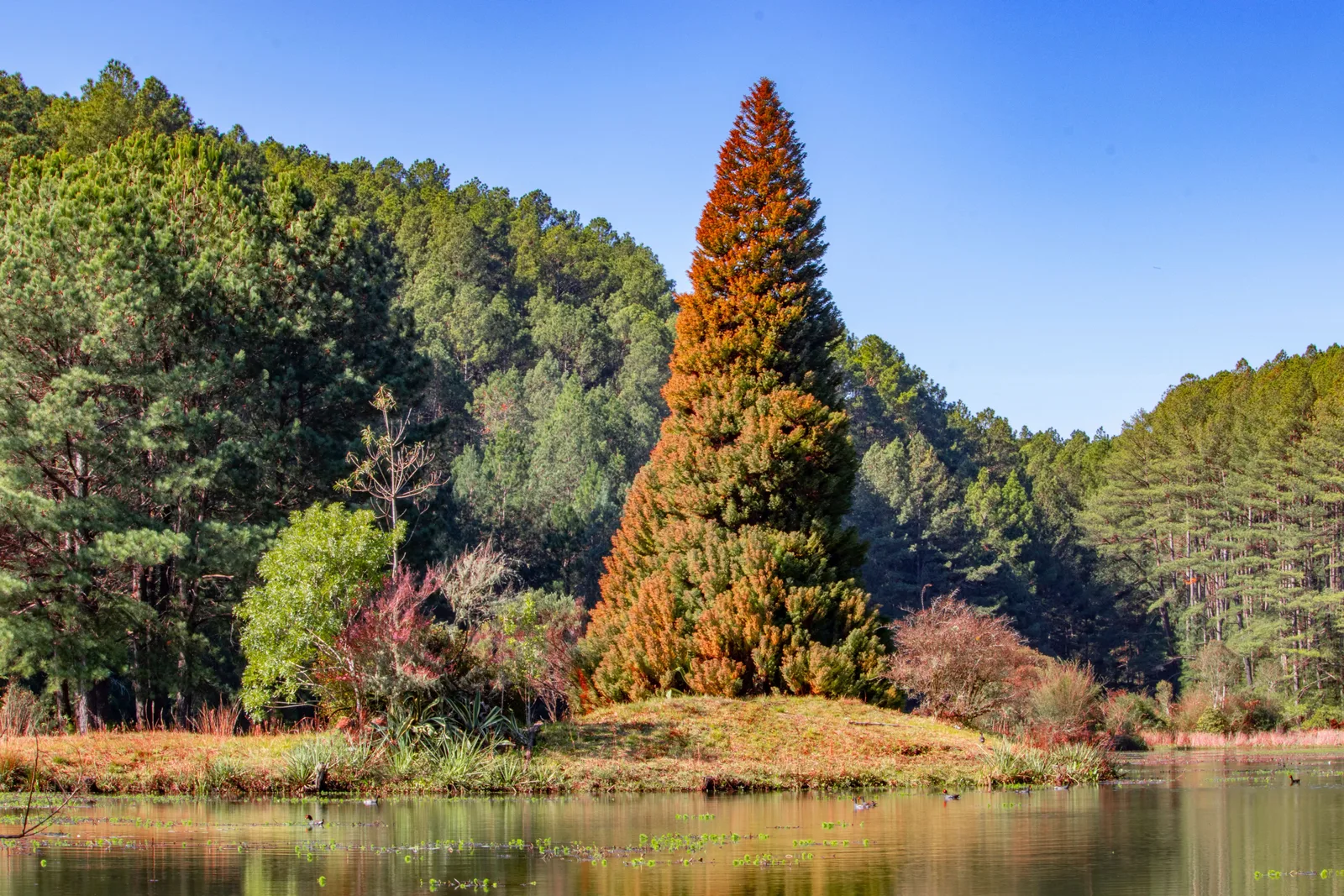 A still lake in the Floresta Nacional de Canela with a tall rust-colored conifer standing out against green forested hills under a clear blue sky