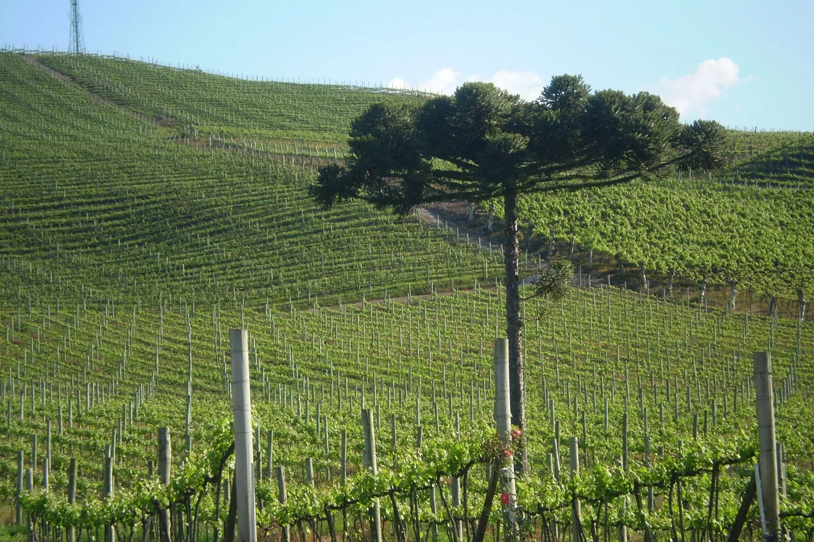 Rows of young vines running up a gentle green slope in the Vale dos Vinhedos with a single tall araucaria pine standing among them