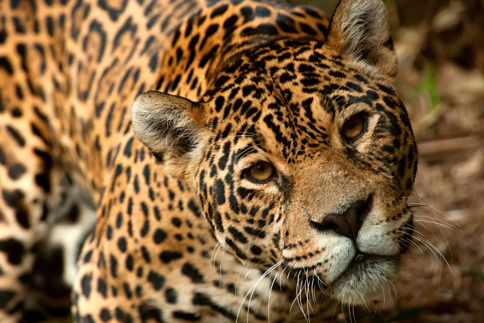 A close-up of a jaguar lying down, its spotted golden face turned toward the camera