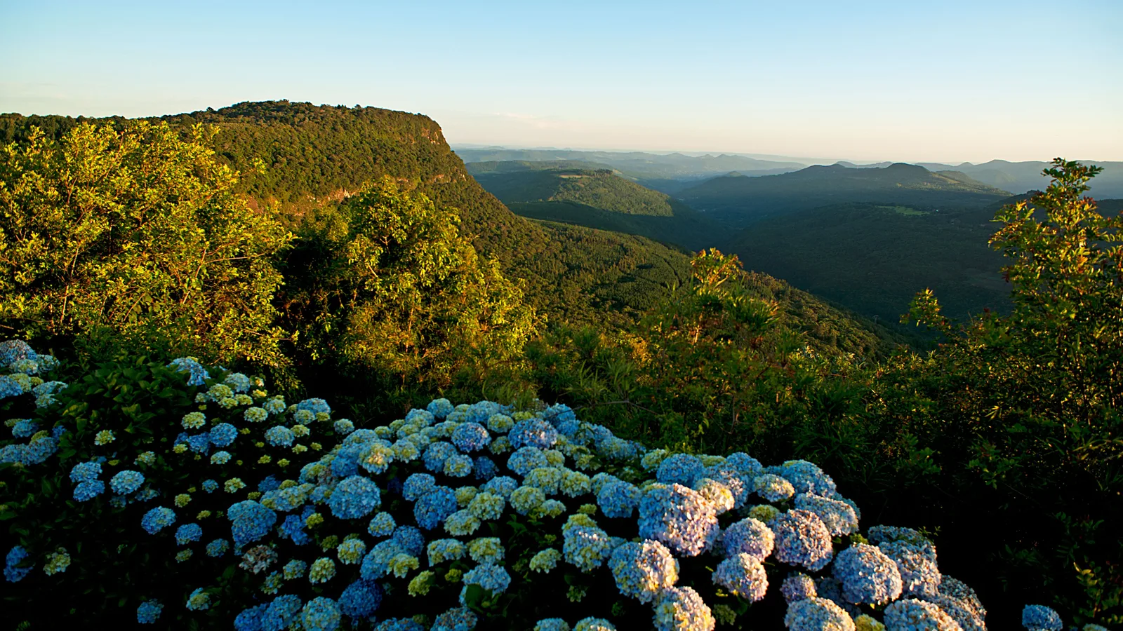 Blue hydrangeas in the foreground of a lookout over a wide valley of forested hills, with a flat-topped ridge lit by late sun and blue hills beyond