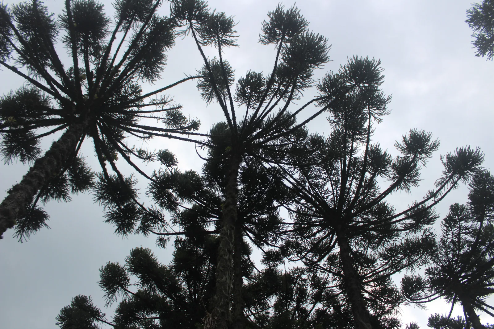 Looking straight up at the candelabra-shaped crowns of araucaria pines against a pale overcast sky