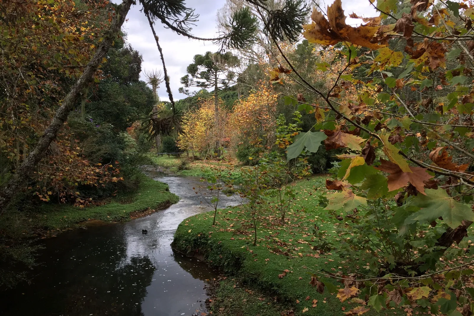 A small stream winding between grassy banks under trees turning yellow and brown, autumn leaves in the foreground