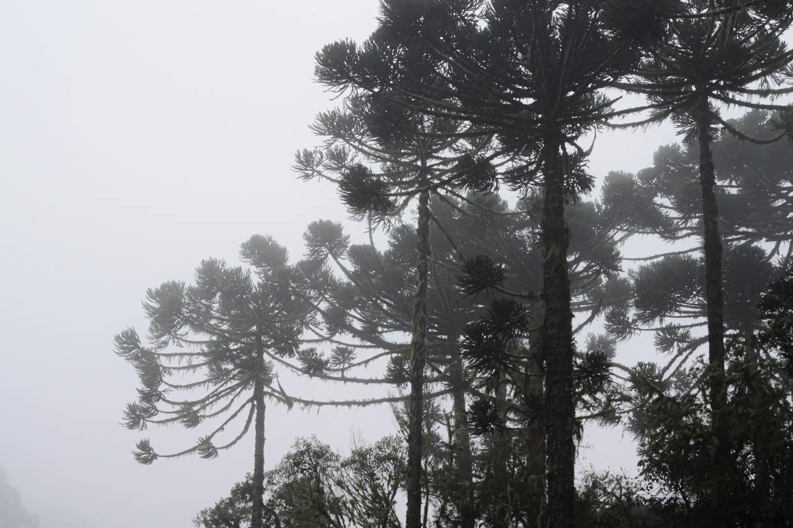 Araucaria trees standing in dense gray fog, their flat-topped crowns fading into the sky