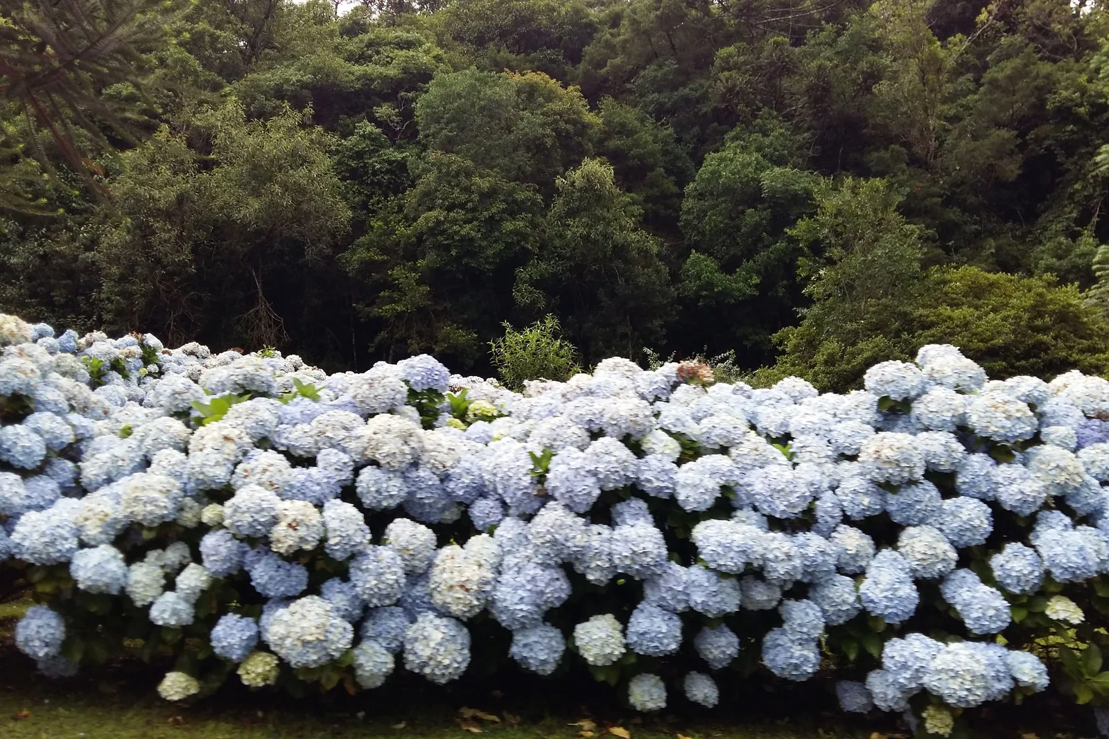 A long bank of blue and white hydrangeas in full flower in front of dense green forest