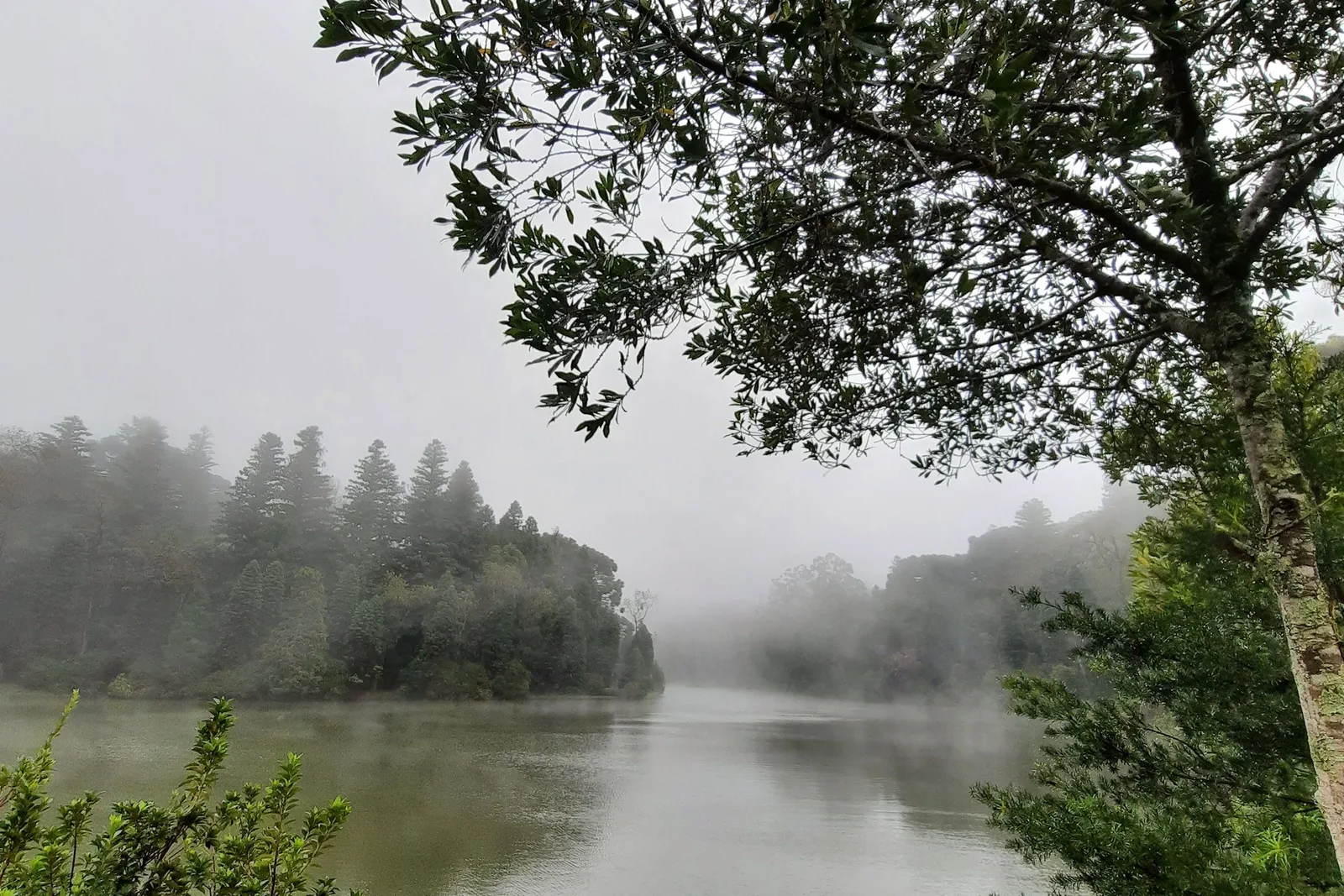Mist lying over a still lake with a dark wooded point running into it and a tree overhanging the right of the frame