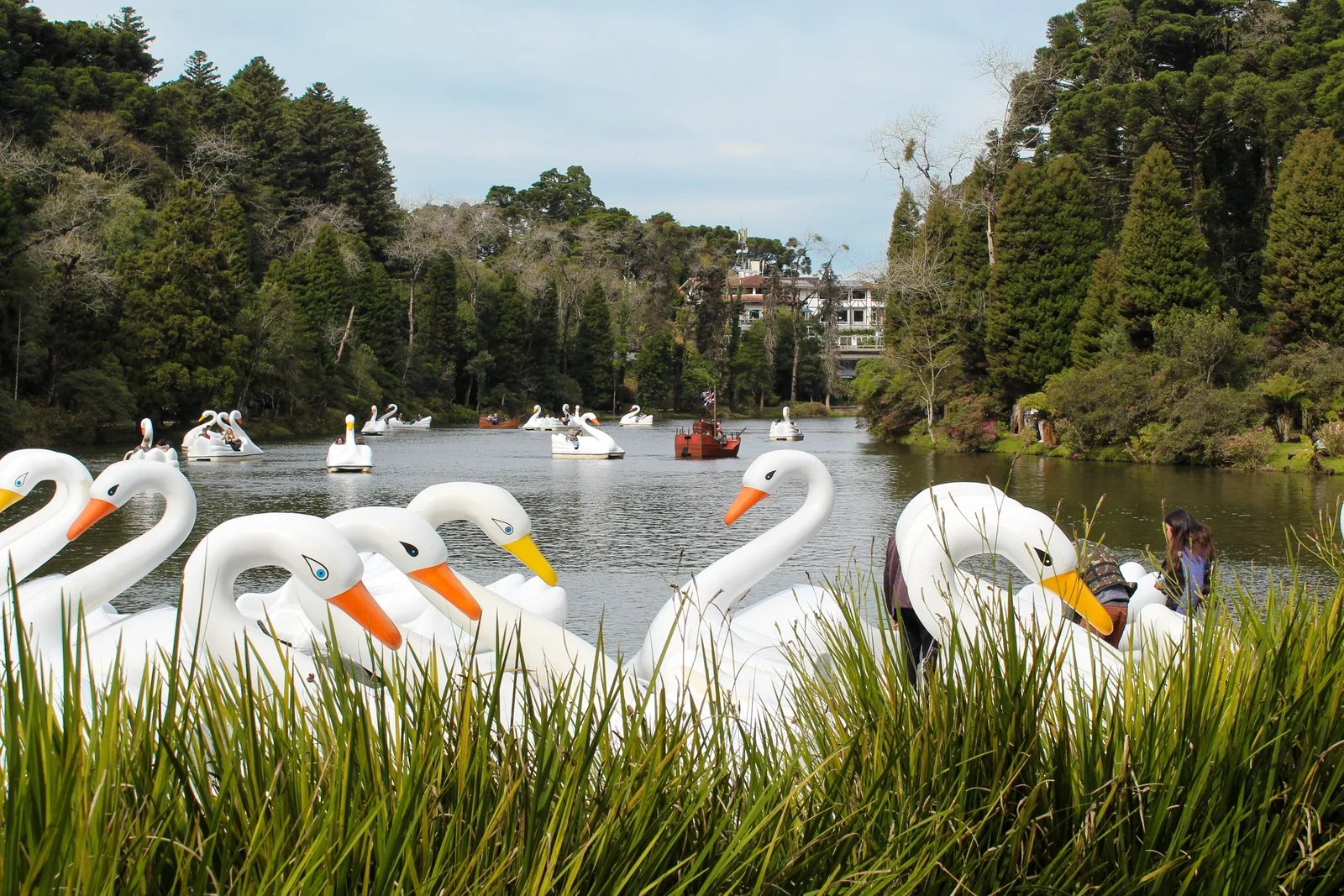 A row of white swan-shaped pedal boats moored in the grass at the edge of a lake, more swans out on the water in front of a pine-covered bank