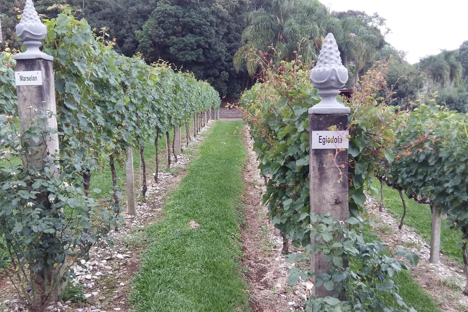 Two rows of trellised vines with a strip of grass between them, each row marked by a stone post with a carved finial and a grape-variety name plate