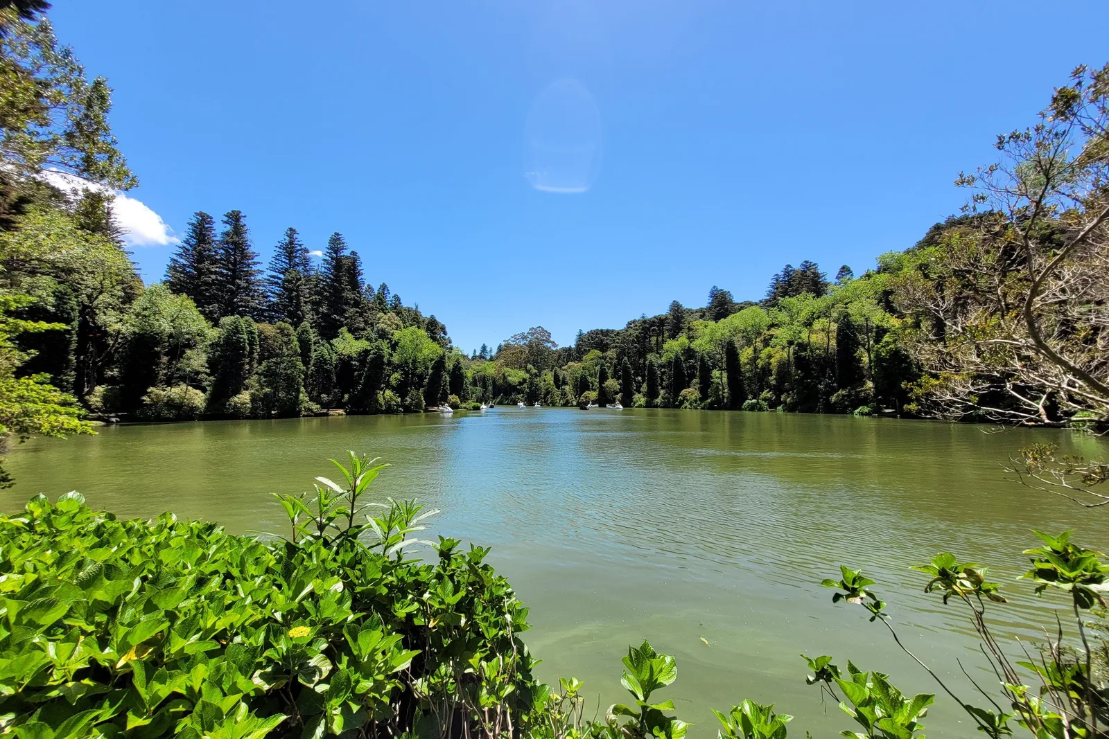 The Lago Negro in bright sunshine from among hydrangea leaves, tall conifers on both banks and a few swan pedal boats far out on the water