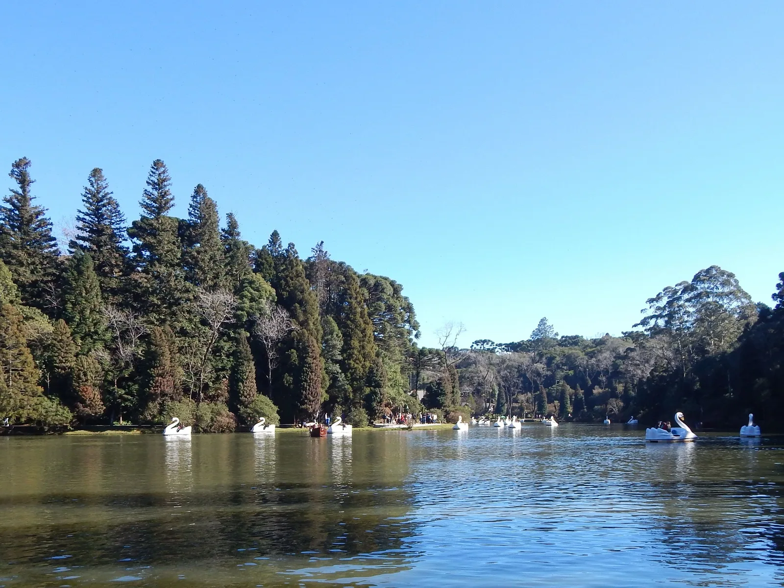 The Lago Negro on a clear blue day, a wall of tall dark conifers along the far bank and a scatter of white swan pedal boats on the water in front of them