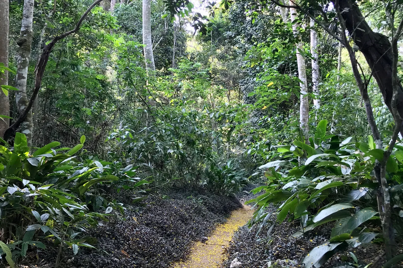 A narrow earth trail winding through dense Atlantic Forest on Ilha Grande, roots and undergrowth close on both sides