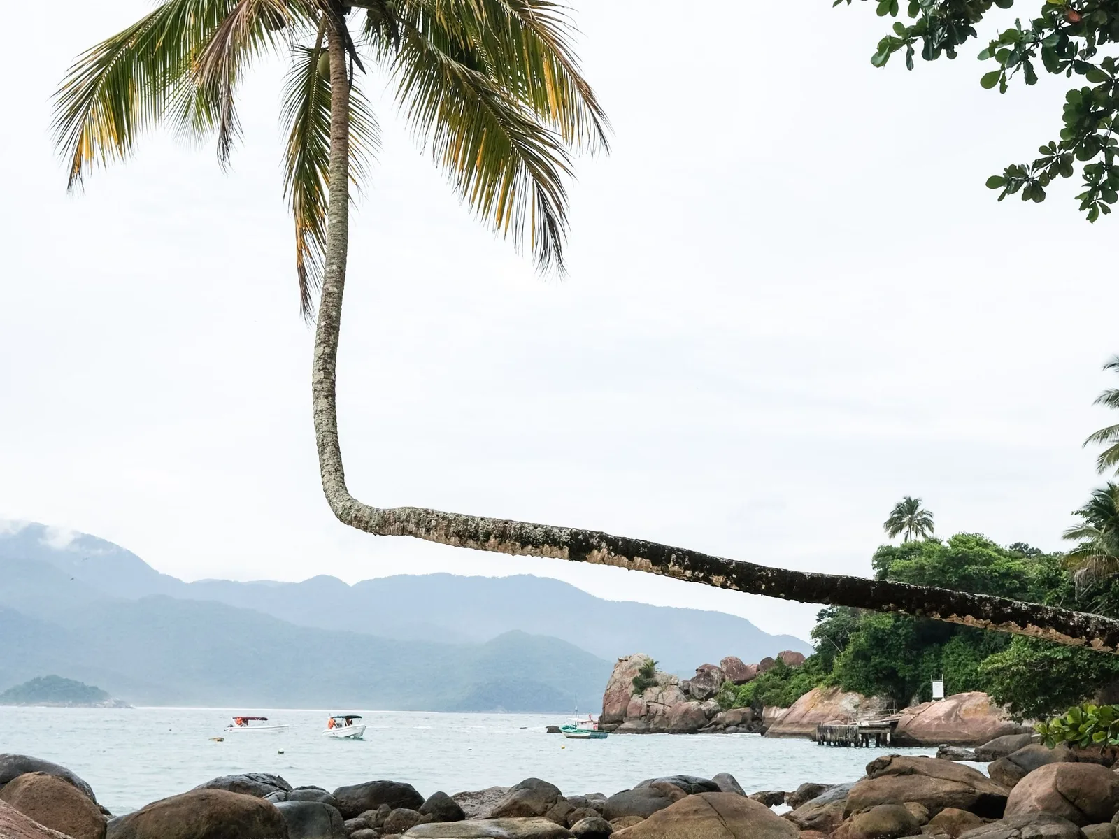 A short curved surf beach with a leaning coconut palm bent low over the sand and boulders at one end
