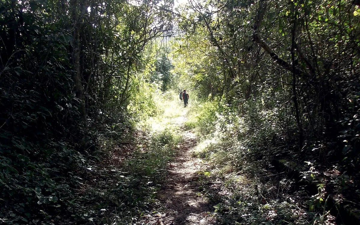 A forest trail crossing the interior of Ilha Grande