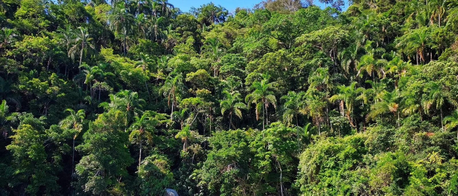 Dense forest running right down to clear turquoise water on the island’s sheltered side, boulders along the shoreline