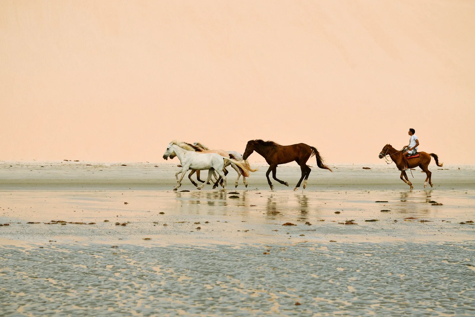 Three horses and a rider moving along wet sand at the water’s edge, reflected in the shallow film of water, under a pale sky