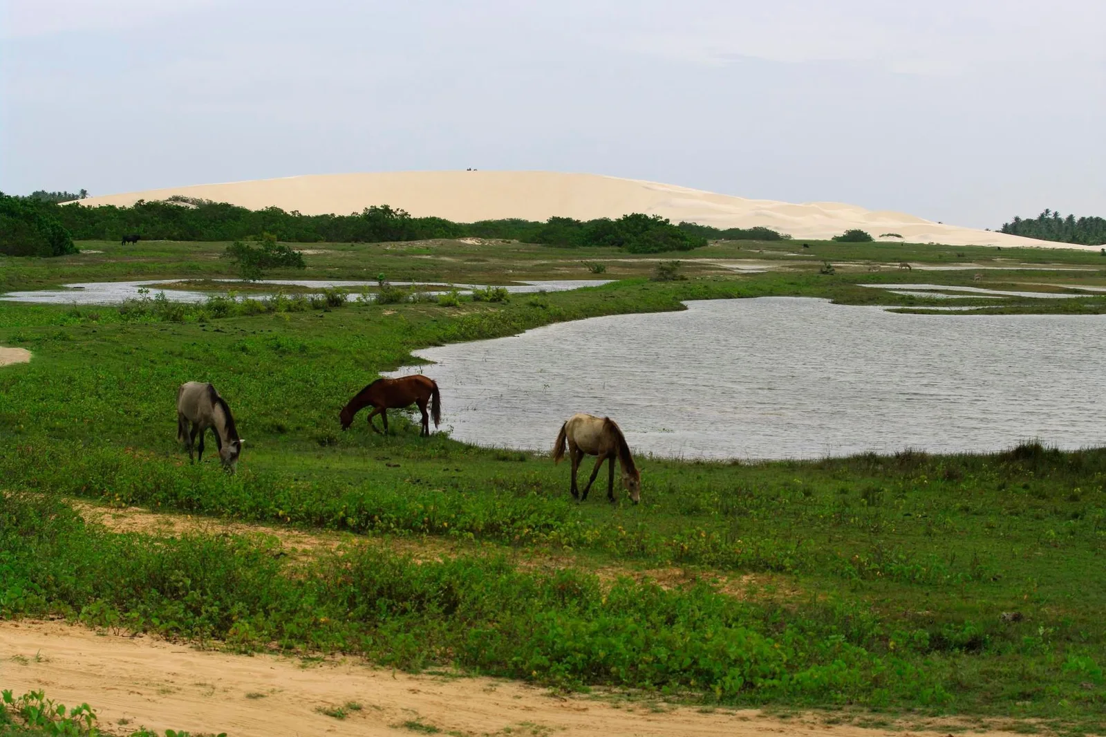 Horses grazing on green grass beside a shallow lagoon with a high pale dune wall rising directly behind it