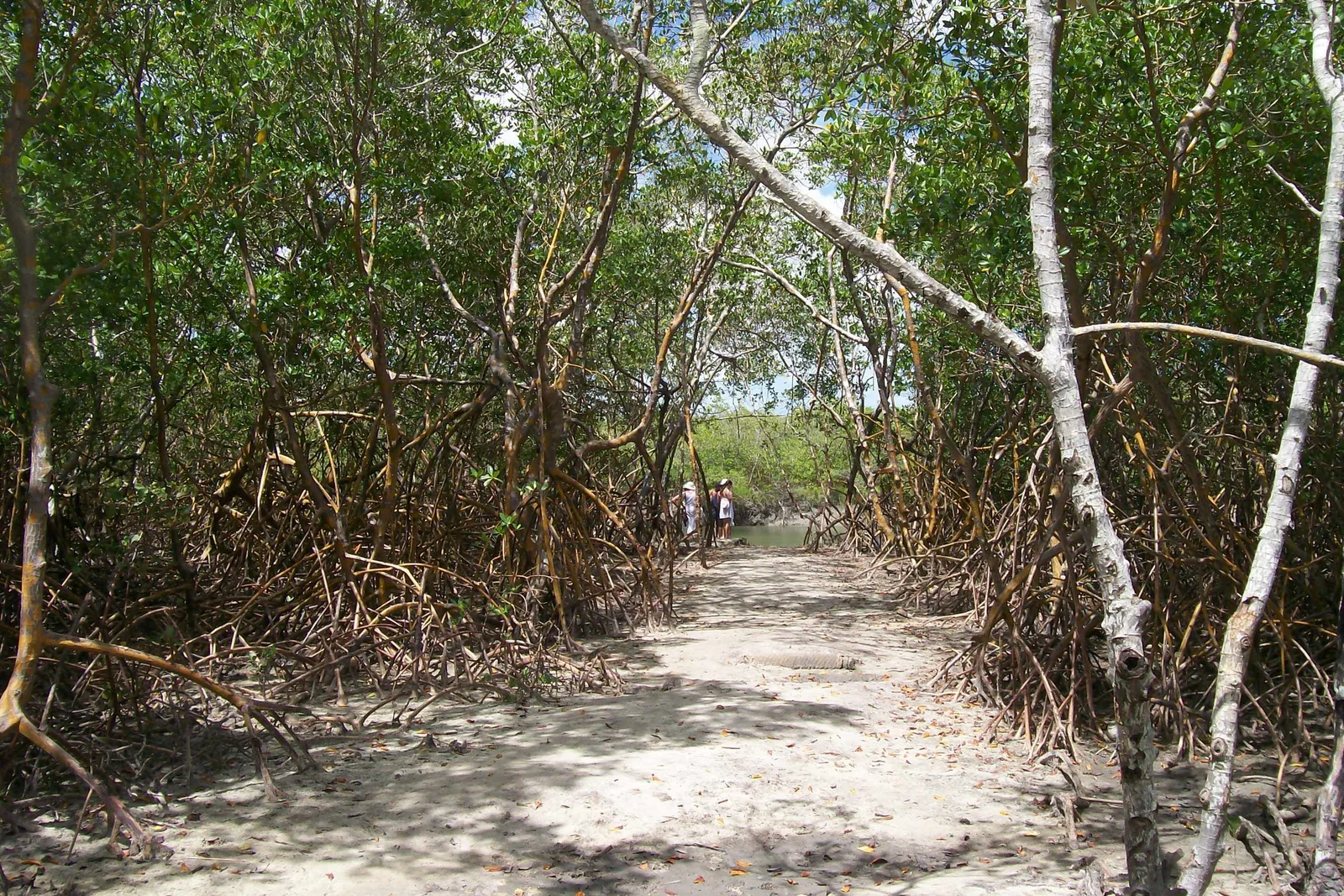 A sandy path running between pale mangrove trunks and tangled roots, with figures walking in the shade further down it